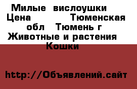 Милые  вислоушки)  › Цена ­ 2 500 - Тюменская обл., Тюмень г. Животные и растения » Кошки   
